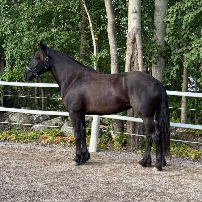 Media 1 av Klack Silje