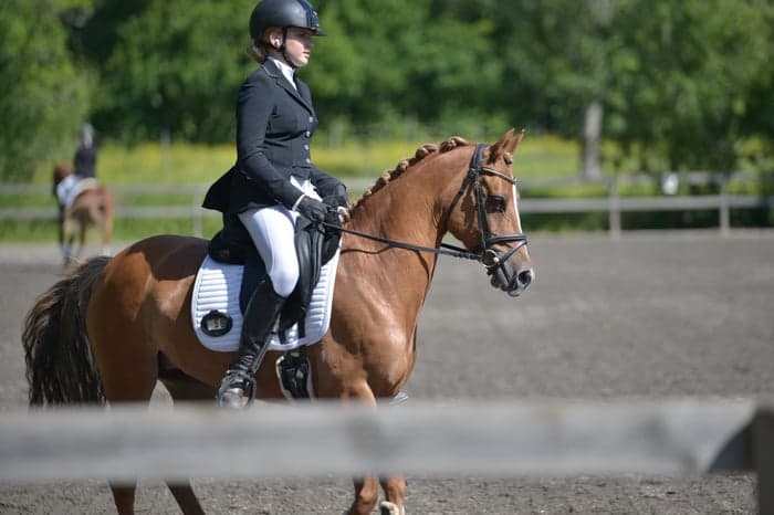 Media 6 av Røgild's Iness