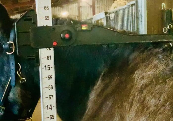 Media 5 av Charles – trygg, snäll och genuin valack!