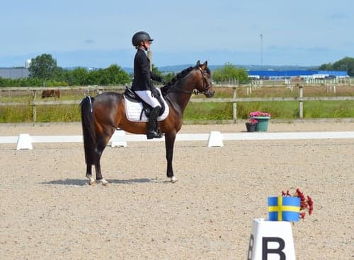 Bild av Framtida mästerskapsponny🌟