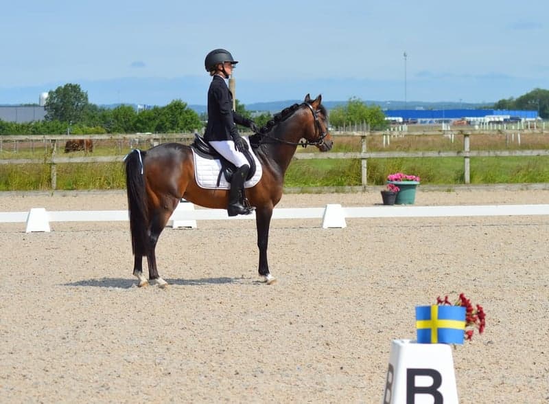 Bild 2 av Monty Python