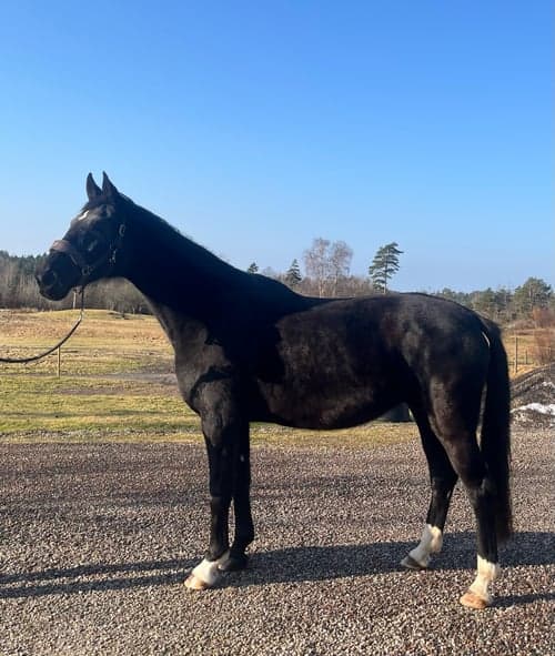 Bild av Avelssto med toppstam