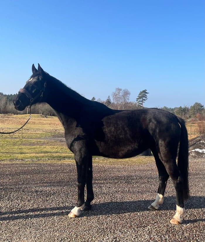 Media 1 av Fine Design