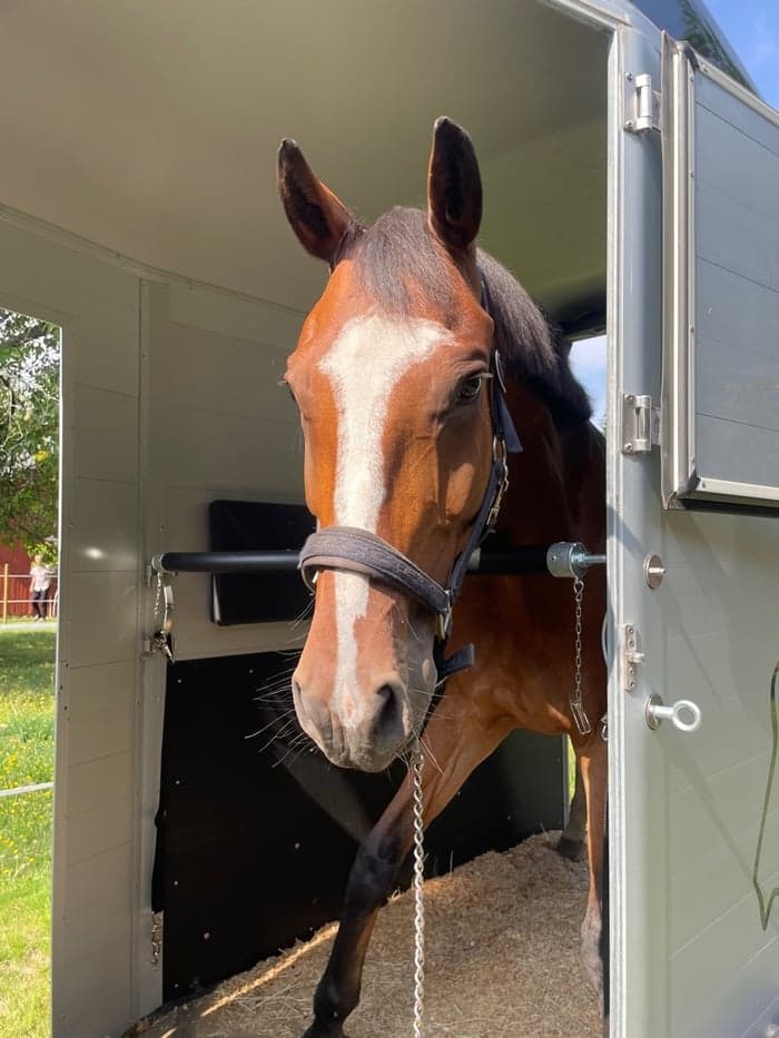 Media 1 av Handsome Heart (SWB)