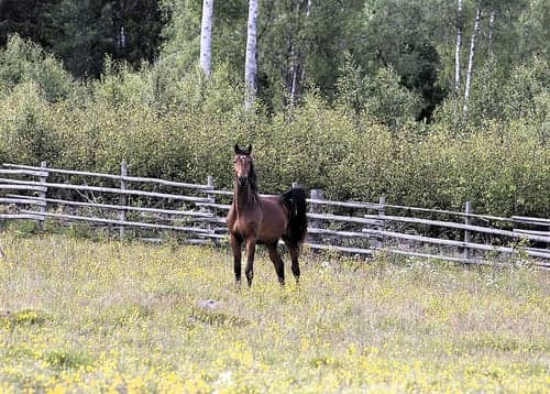 Bild av Hoppstammad tvååring