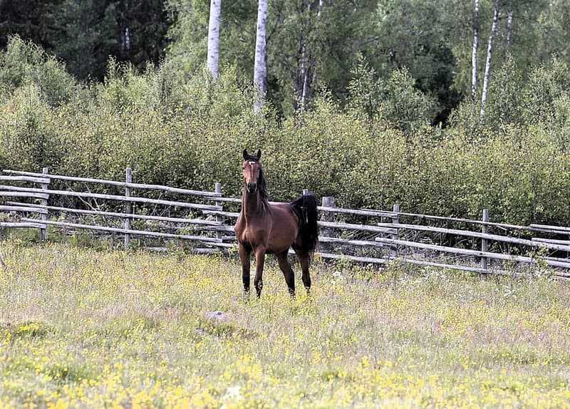 Bild 4 av Hoppstammad tvååring