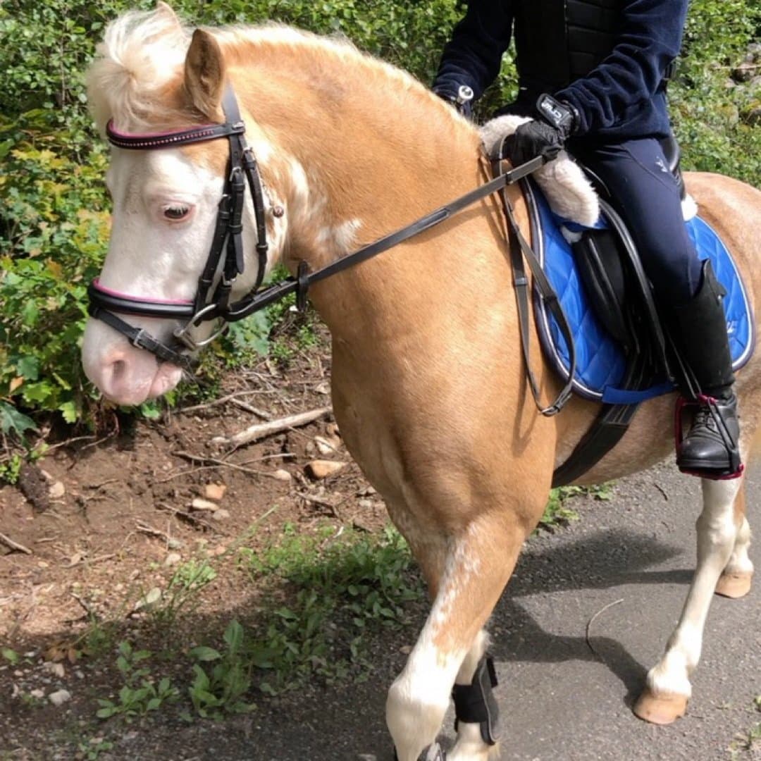 Image 1 of Jeffrey van de viersprong