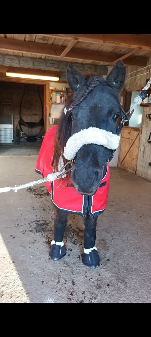 Media 1 av Drakgårdens Excellent