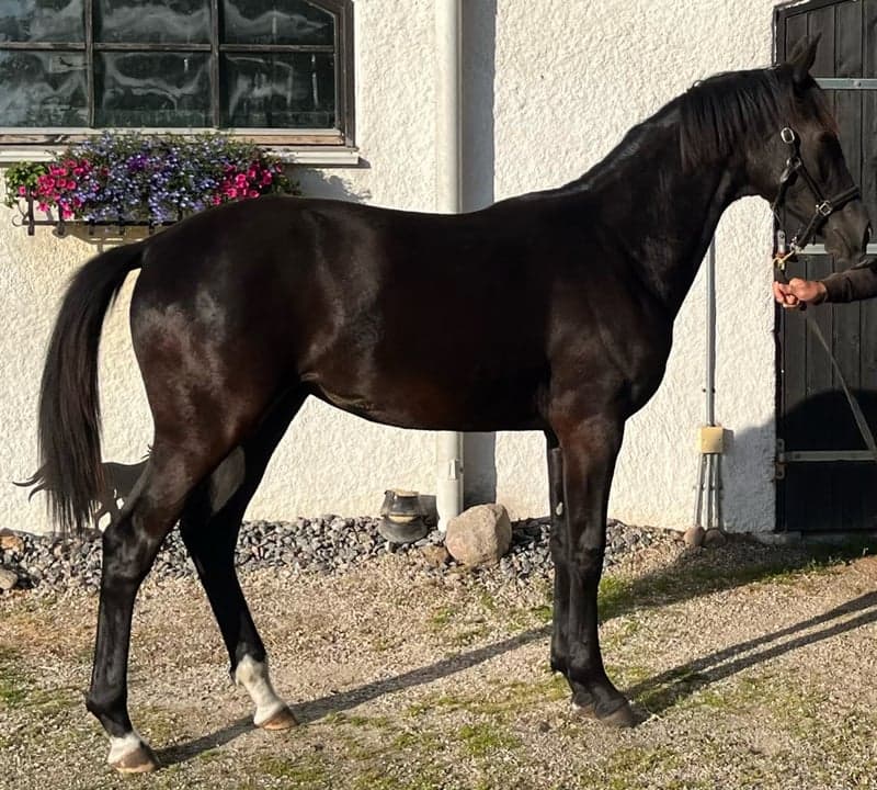 Bild 3 av Fine Design