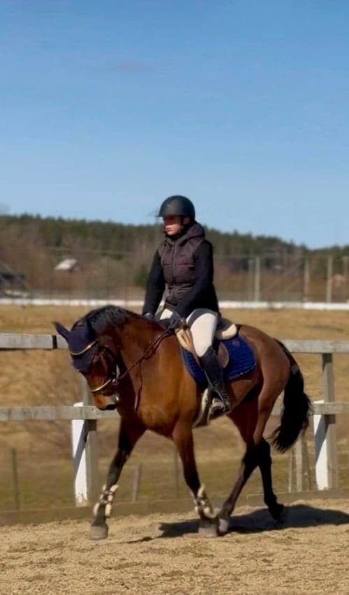 Bild av Snäll och okomplicerad valack