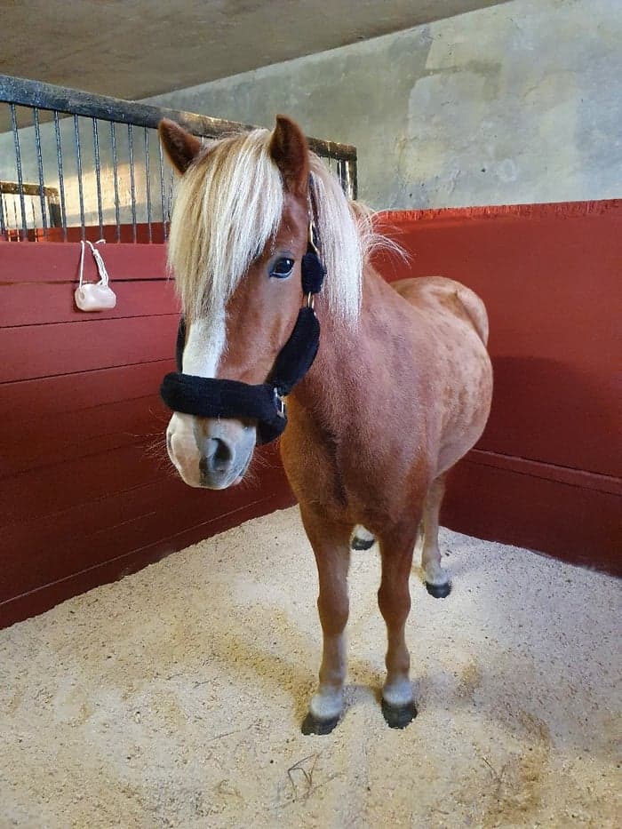 Media 1 av Villingur från gunvarbyn