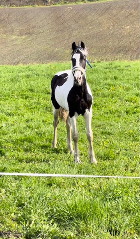 Image 1 of London Van Smedhaug