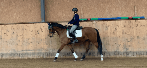 Bild av Lovande allroundponny söker 5 stjärnigt hem ✨