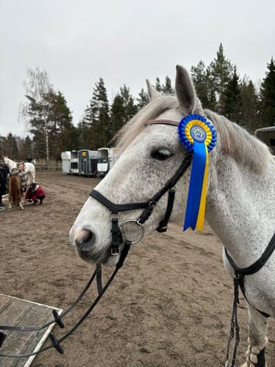 Inlägg 23 av Connemara