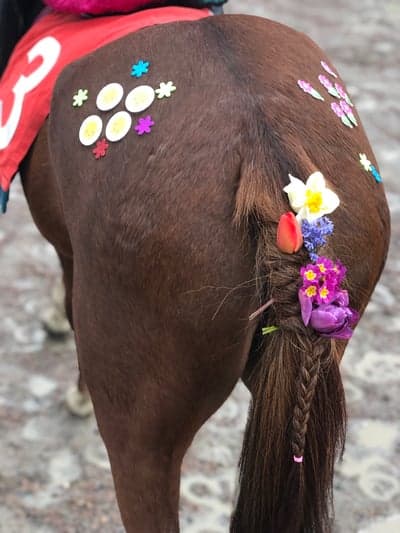 Inlägg 12 av Galopp med titeln Pyntad ponny