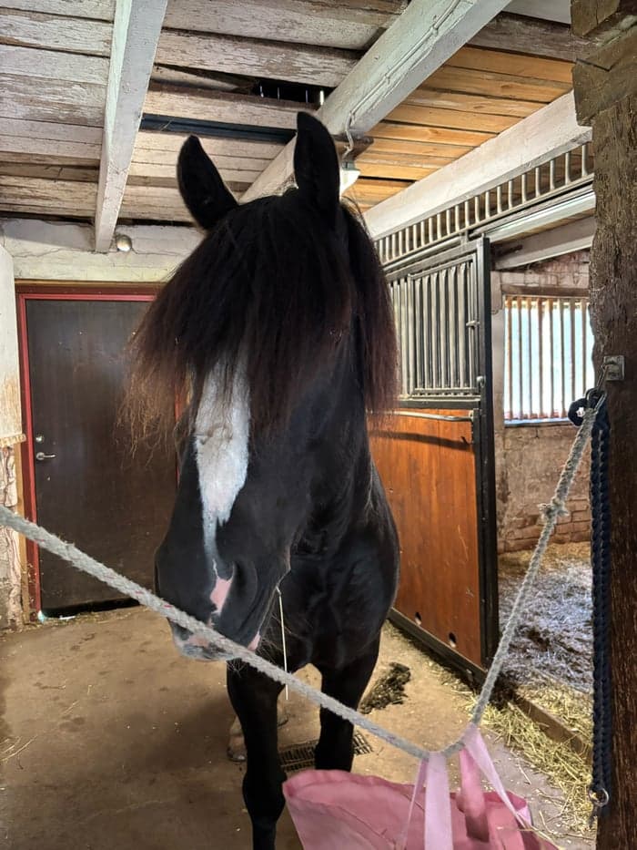 Media 7 av Midgårds Viking