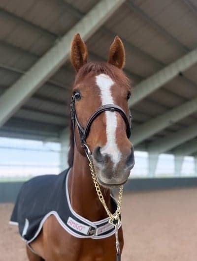 Inlägg 22 av Irländsk Sporthäst med titeln Riktigt roligt att se Kids vilja och utveckling 👌