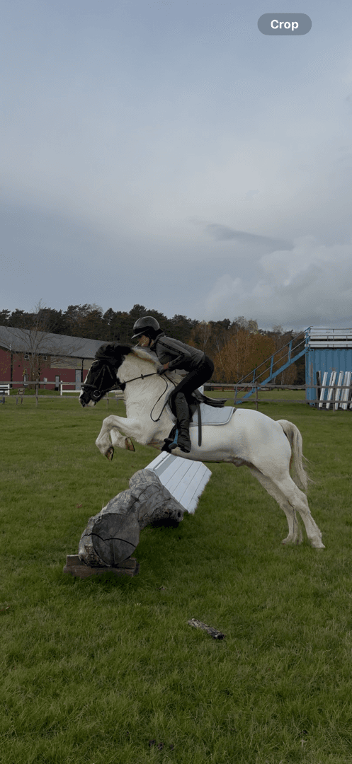 Bild 2 av Buster/Buddy