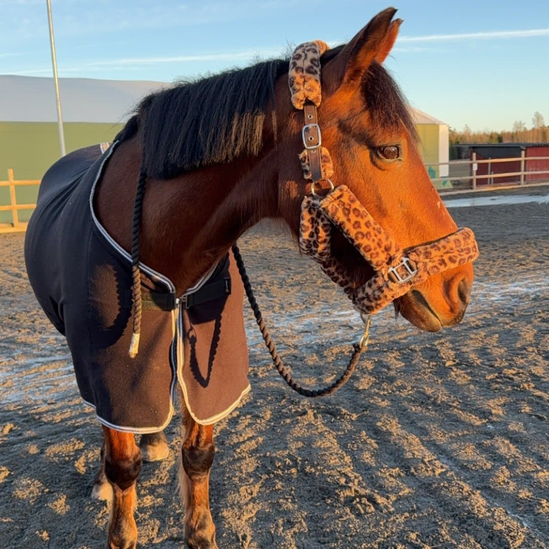 Bild 1 av amber
