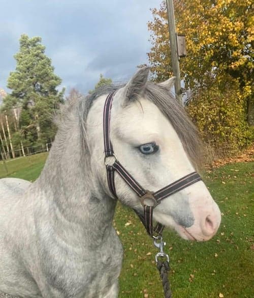 Bild av En framtida stjärna! 