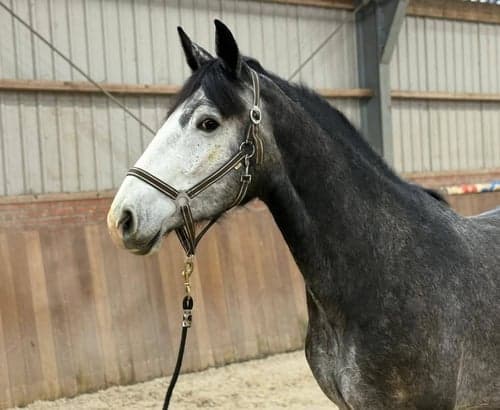 Image of Snygg valack med utmärkt hoppteknik