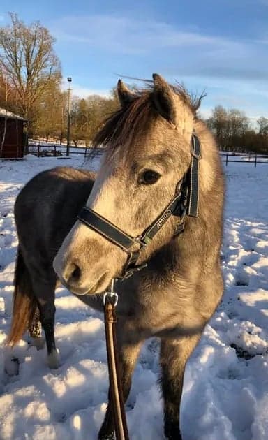 Bild 3 av Bjärbys Bläs