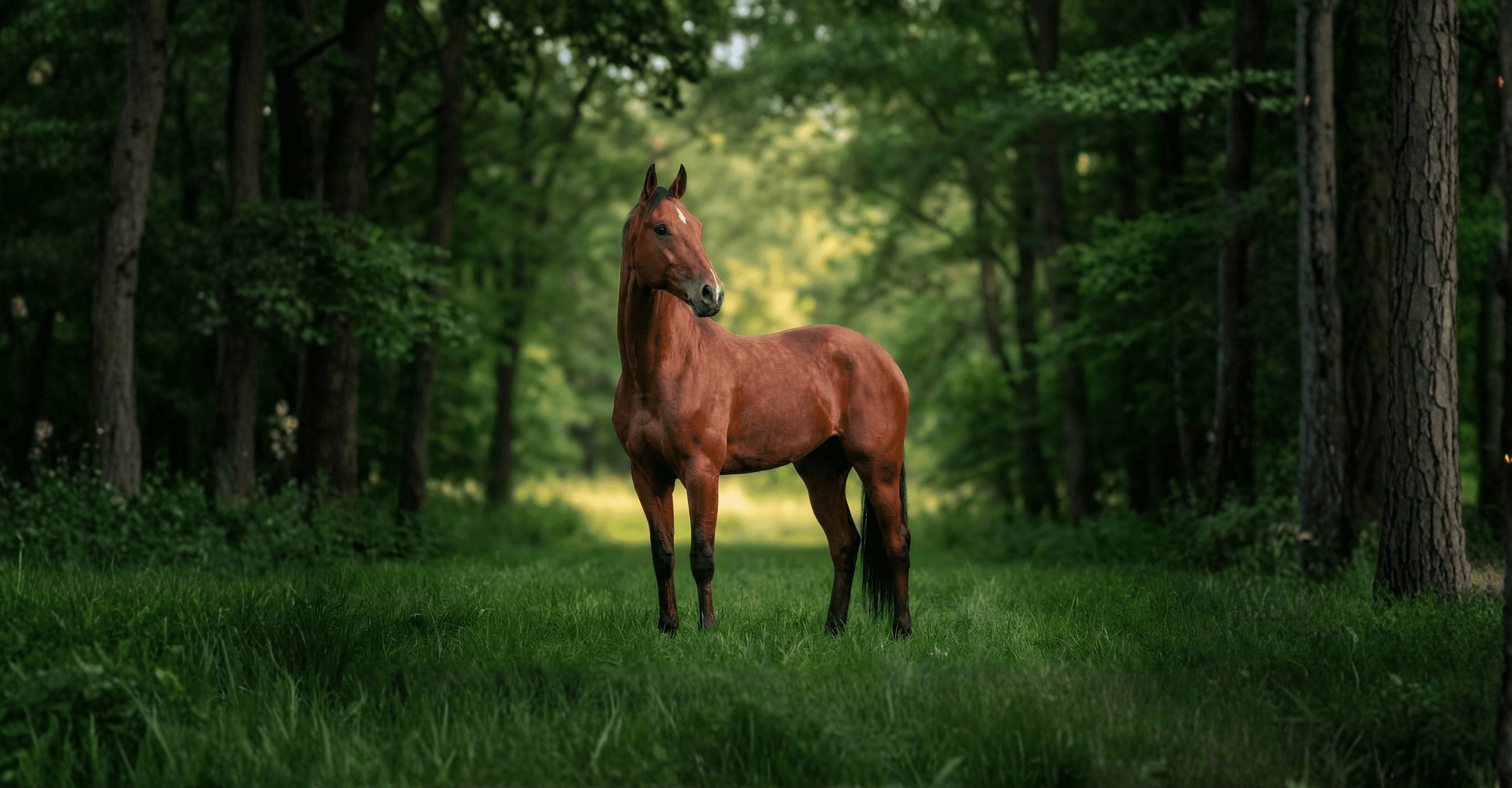 Image of Warmblood Trotter