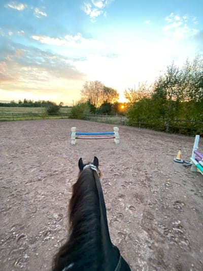 Post 6 of Friesian Horse with title <33