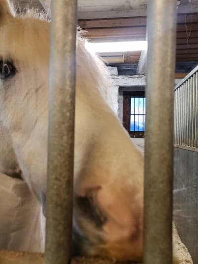 Inlägg 24 av Irish Cob med titeln ❤