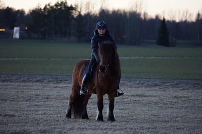 Inlägg 6 av Islandshäst med titeln Finaste List 🤍