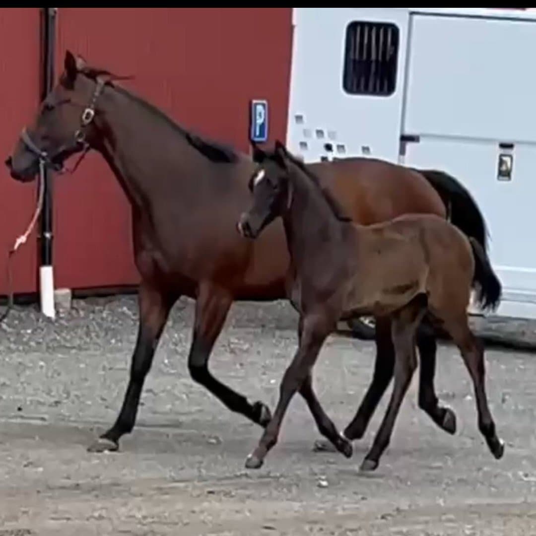 Bild 1 av Dream Away