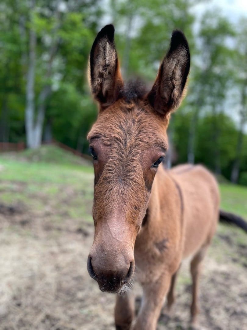 Image 1 of Prins bruno