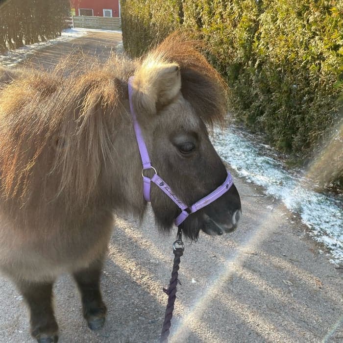 Media 1 av Kallie
