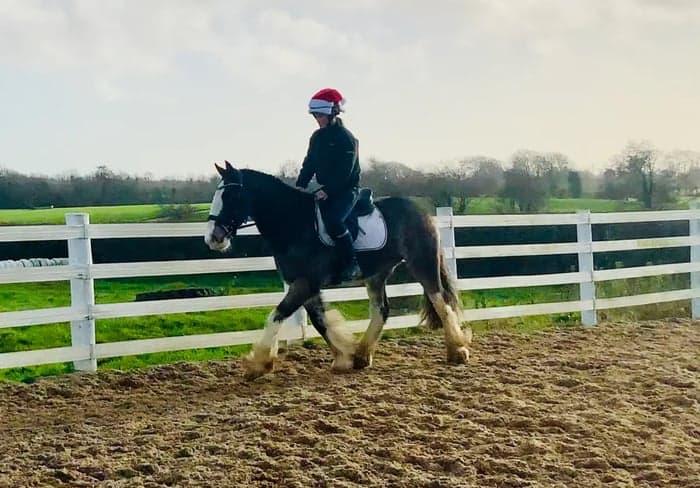 Media 7 av Charles – trygg, snäll och genuin valack!