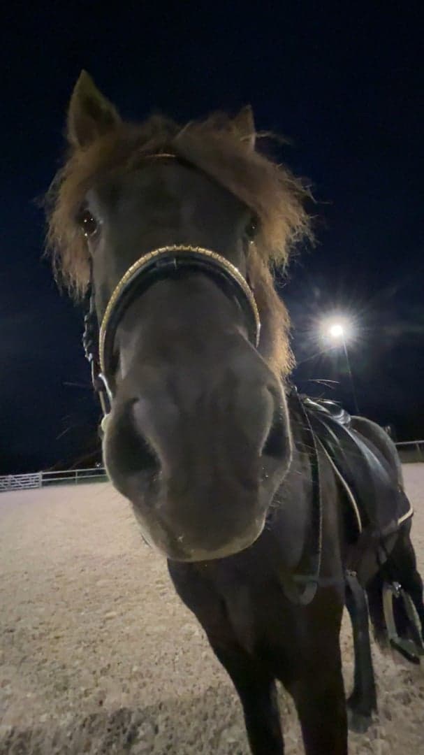 Media 3 of Arnar från Stormbo