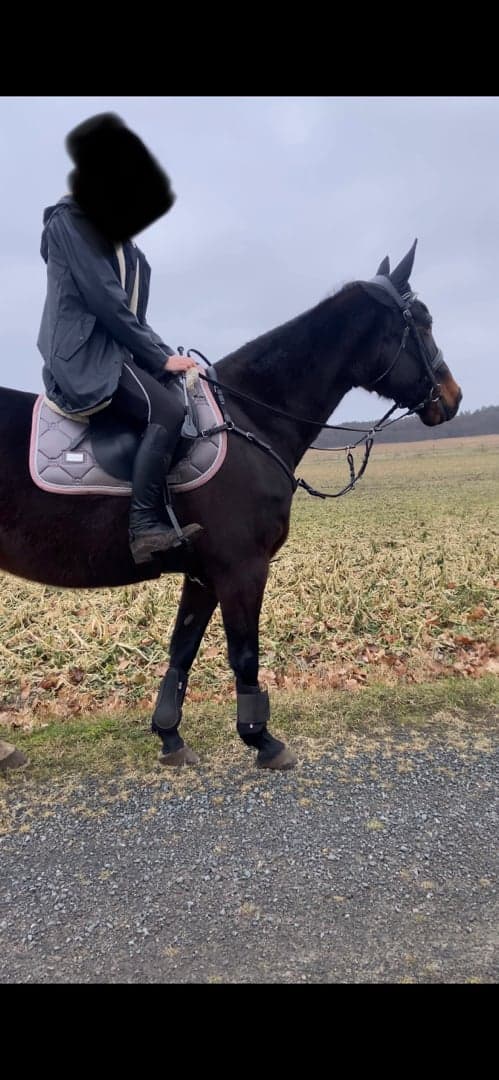 Image of Equestrian stockholm schabrak 