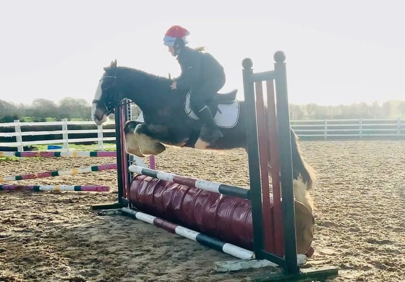 Bild 4 av Charles – trygg, snäll och genuin valack!