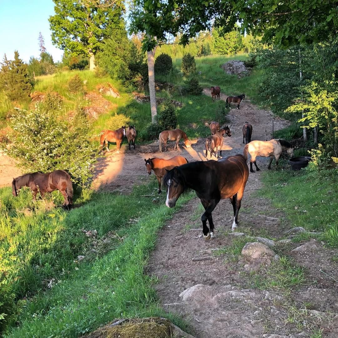 Bild 1 av Hyr en häst/ponny under höst- & vinterperiod eller helår