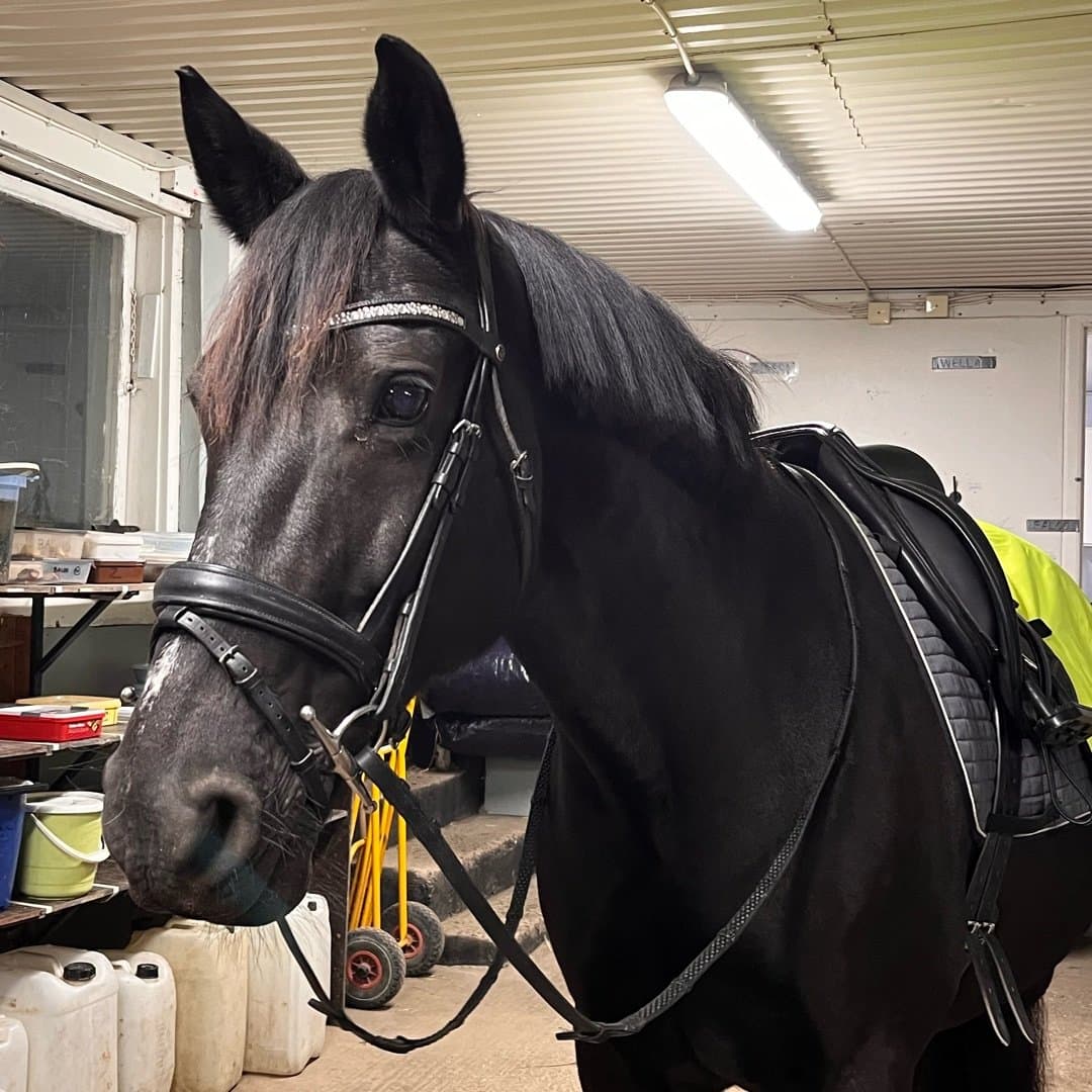 Image 1 of Munsboro Black Velvet