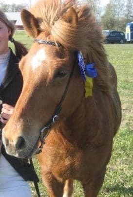 Klængur frá Víðivöllum