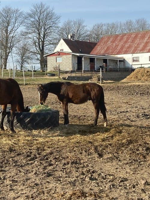 Bild av Snäll hingst -24 med riktigt bra hoppstam 
