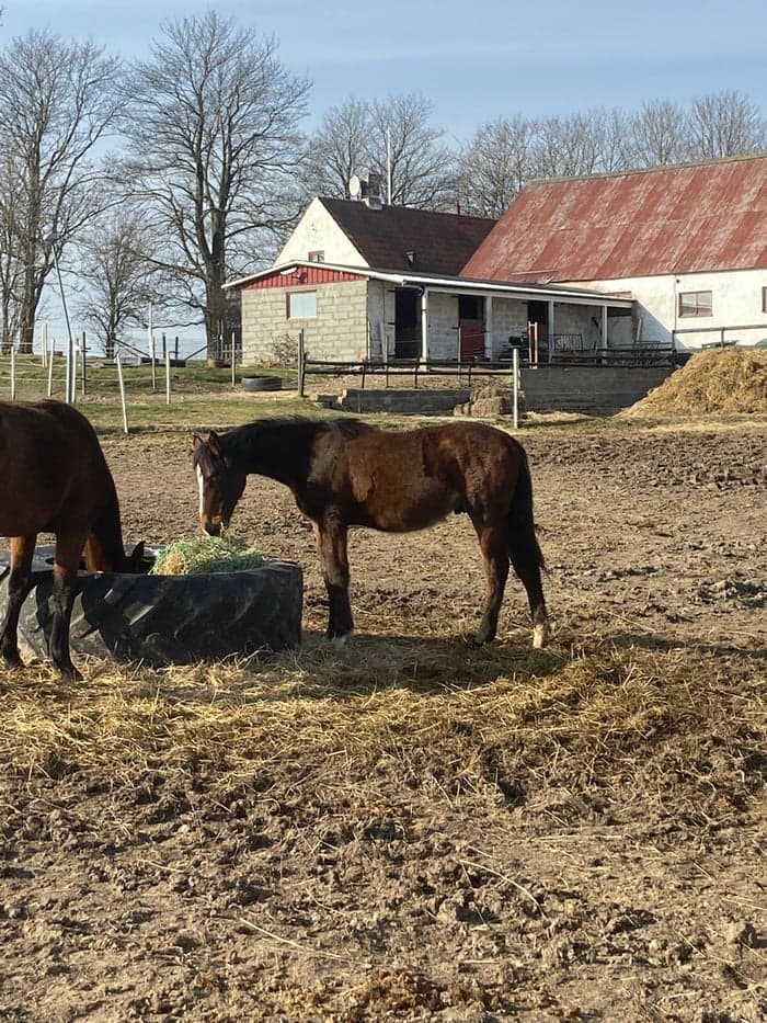 Media 4 av Snäll hingst -24 med riktigt bra hoppstam 