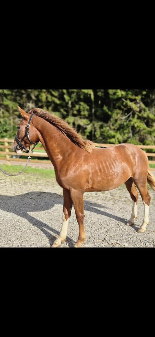 Image of ⭐️ Gyllens Alpha ⭐️