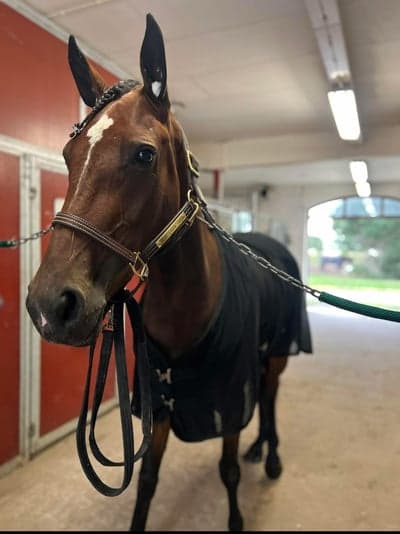 Inlägg 6 av Varmblodstravare med titeln Dags för tävling i Lindesberg