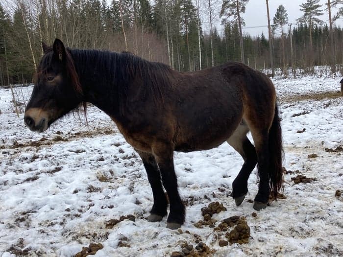 Media 4 av Mitt Hjärtas Lilja