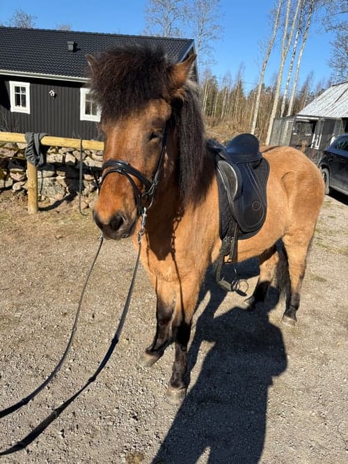 Bild av Unghäst med 5 trevliga gångarter