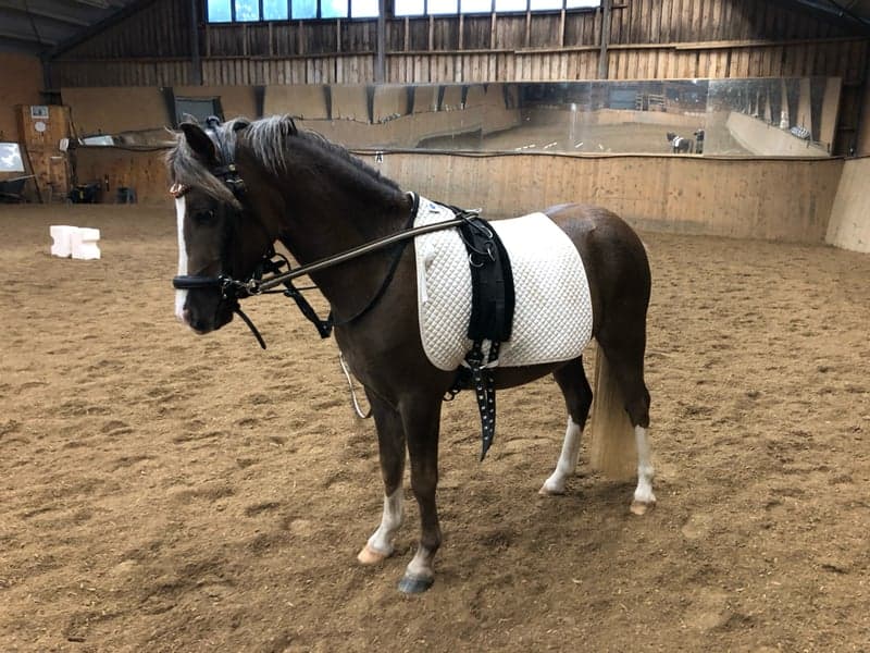 Bild 3 av Ekehills Amelia