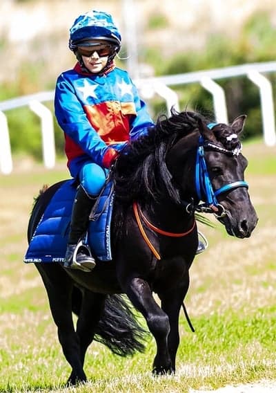 Inlägg 24 av Galopp med titeln Tazz