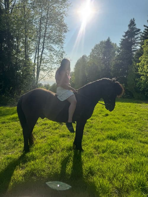 Bild av Snäll men bestämd häst som söker ny ryttare 