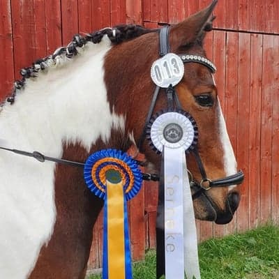 Inlägg 15 av Dansk Sportponny med titeln Dressyrtävling (Trollhättan)